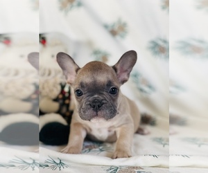 French Bulldog Puppy for sale in RICHLAND, IA, USA