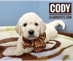 Small Photo #1 Goldendoodle Puppy For Sale in CEDAR GAP, MO, USA