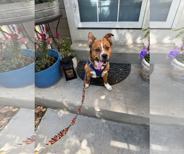 Medium Photo #9 Mutt Puppy For Sale in Aurora, CO, USA