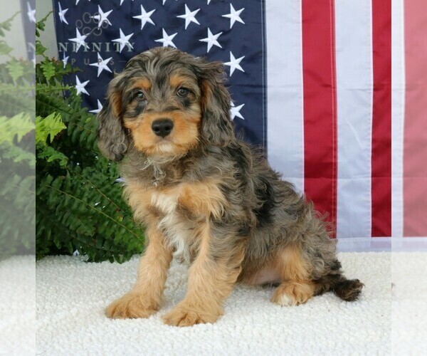 Medium Photo #1 Cavapoo Puppy For Sale in NARVON, PA, USA