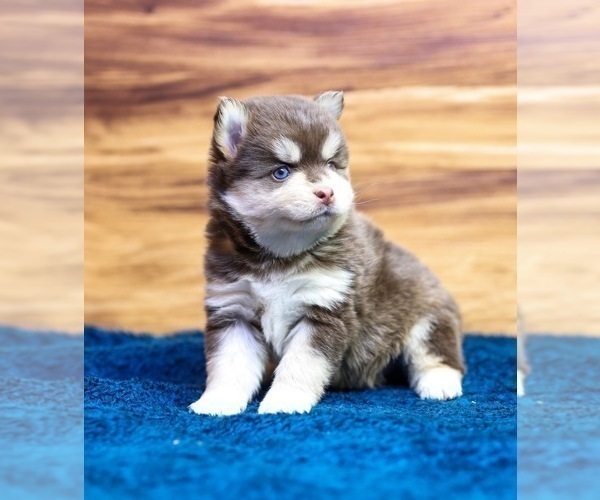 Medium Photo #5 Pomsky Puppy For Sale in TAMPICO, IL, USA