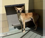 Small #1 German Shepherd Dog Mix