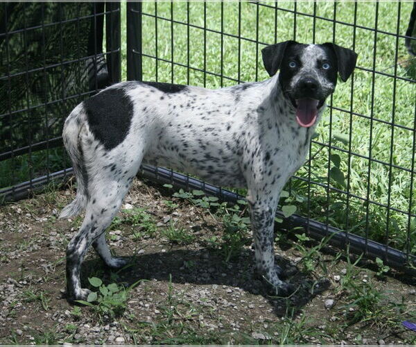 Medium Photo #2 Catahoula Leopard Dog-Unknown Mix Puppy For Sale in Abbeville, LA, USA