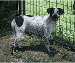 Small #1 Catahoula Leopard Dog Mix