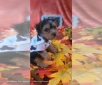 Small #25 Yorkshire Terrier