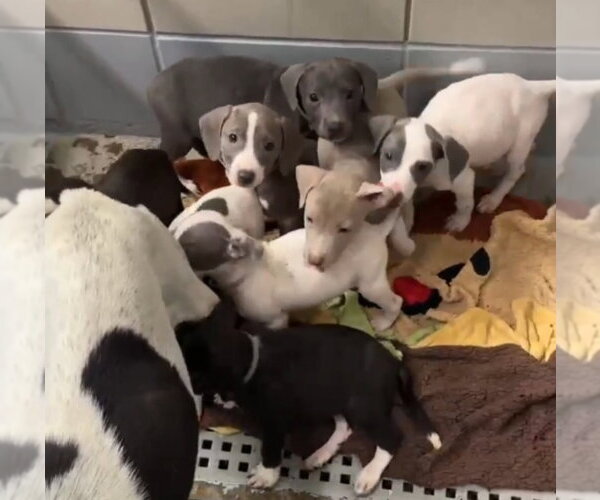 Medium Photo #2 American Pit Bull Terrier-Dachshund Mix Puppy For Sale in Lakewood, CO, USA