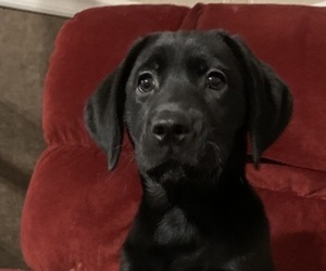 Labrador Retriever Puppy for sale in SPOTSYLVANIA, VA, USA