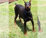 Small Photo #1 Doberman Pinscher Puppy For Sale in TRAVELERS REST, SC, USA