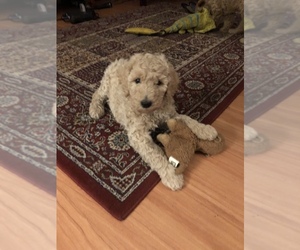 Poodle (Standard) Puppy for sale in LAKEWOOD, WA, USA