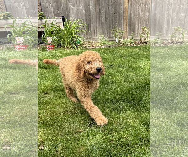 Medium Photo #3 Golden Retriever Puppy For Sale in Wheaton, IL, USA