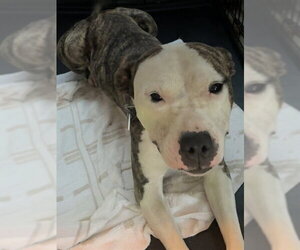 Mutt Dogs for adoption in Forestville, MD, USA