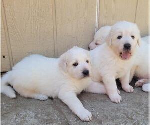 Great Pyrenees Puppy for sale in BANGOR, CA, USA