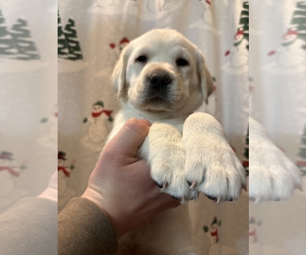Medium Photo #4 Labrador Retriever Puppy For Sale in FAYETTEVILLE, OH, USA