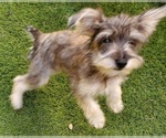 Small Photo #8 Schnauzer (Miniature) Puppy For Sale in LAS VEGAS, NV, USA