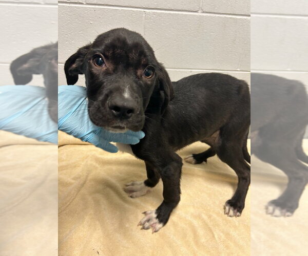Medium Photo #4 Labrador Retriever-Unknown Mix Puppy For Sale in Glen Allen, VA, USA