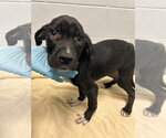 Small Photo #4 Labrador Retriever-Unknown Mix Puppy For Sale in Glen Allen, VA, USA