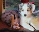 Small Photo #6 Miniature American Shepherd Puppy For Sale in BELLA VISTA, AR, USA