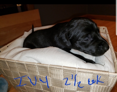 Medium Photo #4 German Shorthaired Pointer-Golden Labrador Mix Puppy For Sale in AMES, IA, USA