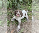 Small Photo #3 German Shorthaired Pointer Puppy For Sale in SORRENTO, FL, USA