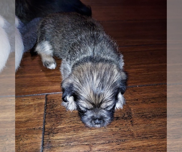 Medium Photo #2 ShiChi-Shih Tzu Mix Puppy For Sale in CLYDE, NC, USA