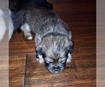 Small Photo #2 ShiChi-Shih Tzu Mix Puppy For Sale in CLYDE, NC, USA