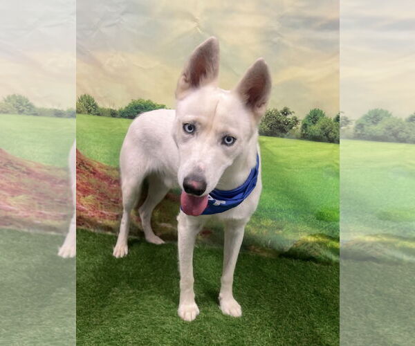 Medium Photo #2 Siberian Husky Puppy For Sale in Euless, TX, USA