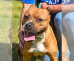 Small #4 American Pit Bull Terrier