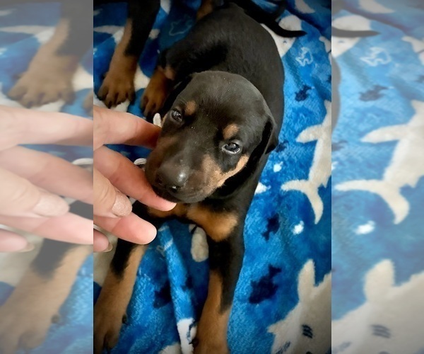 Medium Photo #18 Doberman Pinscher Puppy For Sale in HAMMOND RANCH, CA, USA
