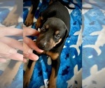 Small #17 Doberman Pinscher