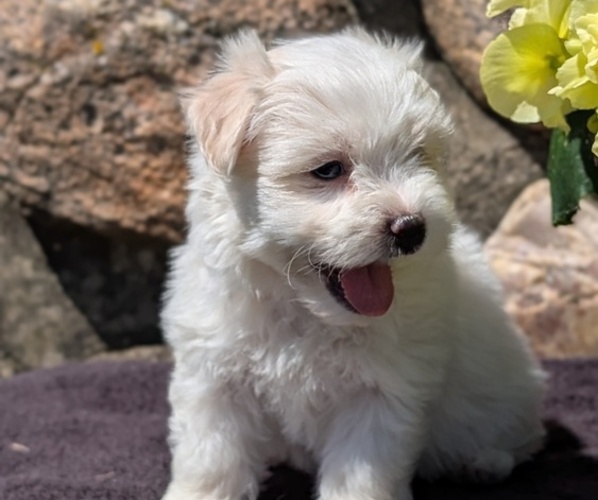 Medium Photo #8 Havanese Puppy For Sale in GOSHEN, IN, USA