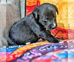 Small Golden Retriever Mix