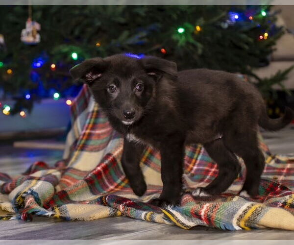 Medium Photo #4 Shepradors Puppy For Sale in Princeton, MN, USA