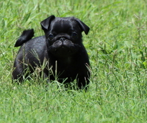 Pug Puppy for sale in WINNSBORO, TX, USA