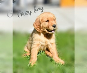 Golden Retriever Puppy for sale in WINDSOR, CA, USA