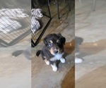 Small #3 Australian Shepherd