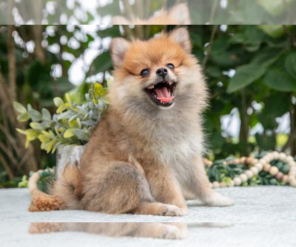 Medium Photo #1 Pomeranian Puppy For Sale in SALEM, IN, USA