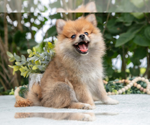 Medium Pomeranian