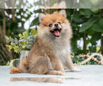 Puppy Rosie Pomeranian