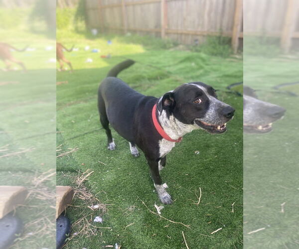 Medium Photo #11 Mutt Puppy For Sale in FRAMINGHAM, MA, USA