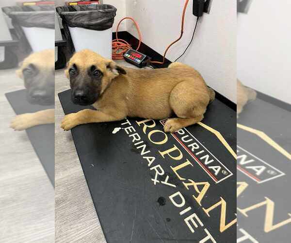 Medium Photo #1 German Shepherd Dog-Unknown Mix Puppy For Sale in Imlay City, MI, USA