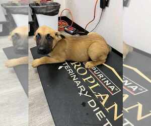 German Shepherd Dog-Unknown Mix Dogs for adoption in Imlay City, MI, USA