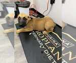 Small German Shepherd Dog Mix