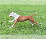 Small #3 American Pit Bull Terrier Mix