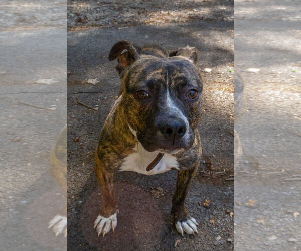 Medium Photo #4 American Bulldog-Mountain Cur Mix Puppy For Sale in Frenchburg, KY, USA