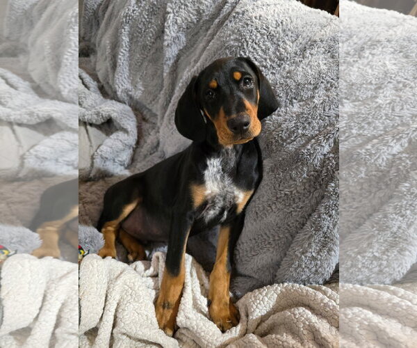 Medium Photo #1 Bluetick Coonhound-Doberman Pinscher Mix Puppy For Sale in Minneaoplis, MN, USA