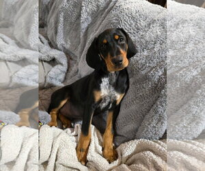 Bluetick Coonhound-Doberman Pinscher Mix Dogs for adoption in Minneaoplis, MN, USA