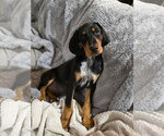 Small Photo #1 Bluetick Coonhound-Doberman Pinscher Mix Puppy For Sale in Minneaoplis, MN, USA