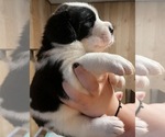 Small #1 Cane Corso-Saint Bernard Mix