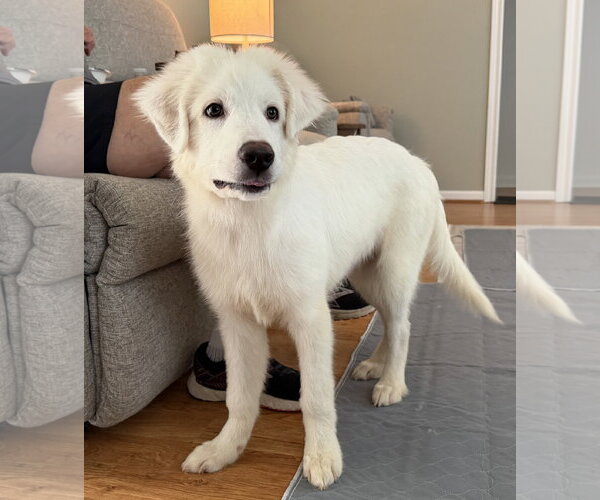 Medium Photo #6 Great Pyrenees Puppy For Sale in Houston, TX, USA