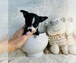 Small #15 Chihuahua